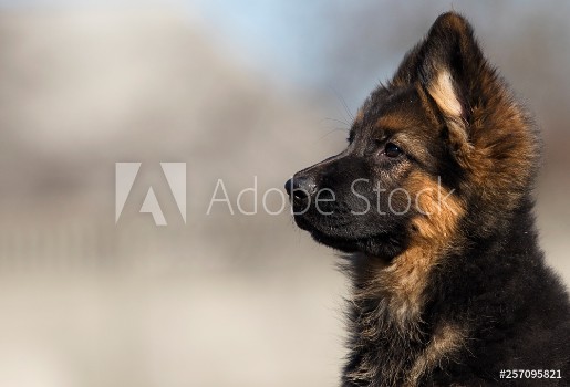 Picture of german shepherd puppy outdoors